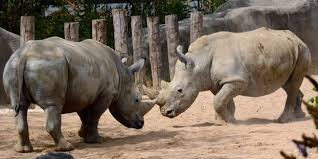 Conf : les dents sciées du rhinocéros de Versailles