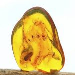 Aides de la SAMNHN