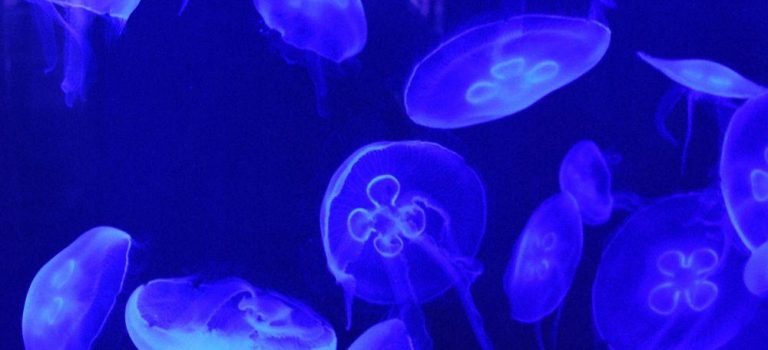 Séminaire Muséum & Sciences de la mer