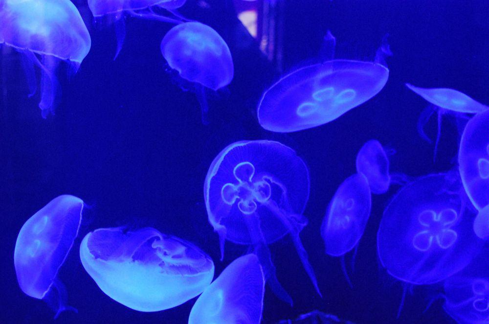 Séminaire Muséum & Sciences de la mer