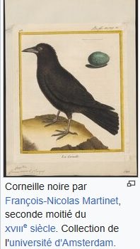 Conf : présence des corneilles à Paris