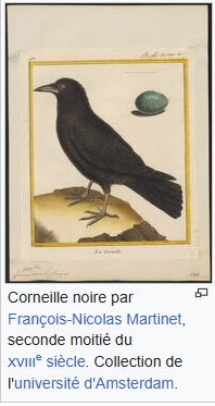 Conf : présence des corneilles à Paris