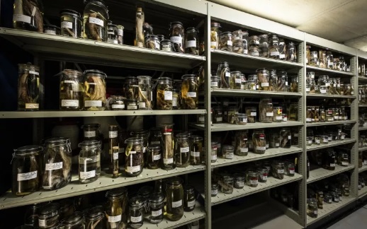 Conf : présentation du travail d’une personne financée par la SAM pour les collections du Muséum