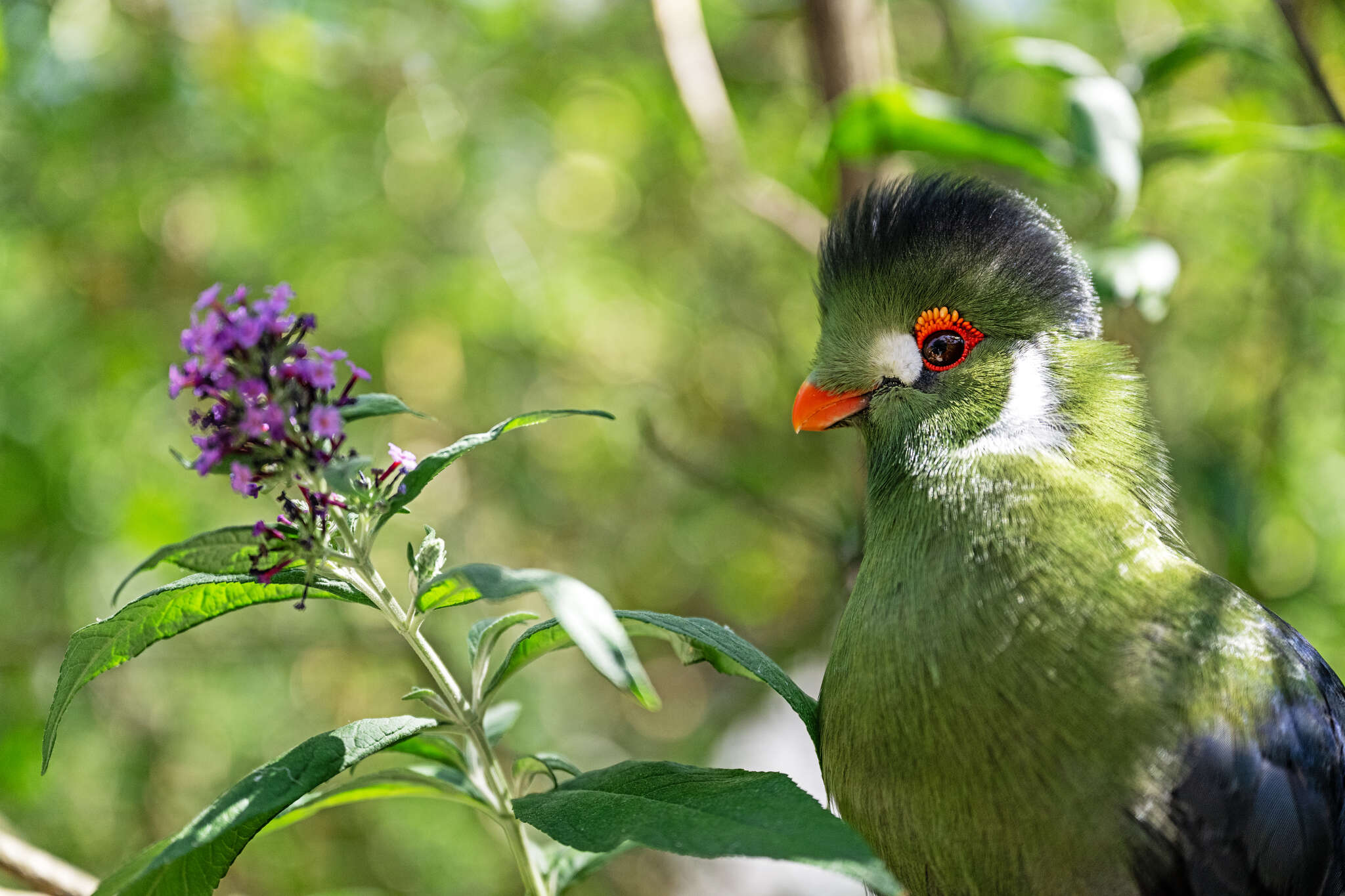 Conférence « Comment fonctionnent le corps des oiseaux ? » 21 novembre 14h30