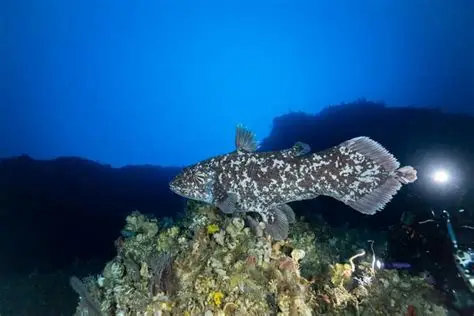 Conférence « A la recherche du "Raja Laut", le coelacanthe indonésien » 5 décembre 14h30